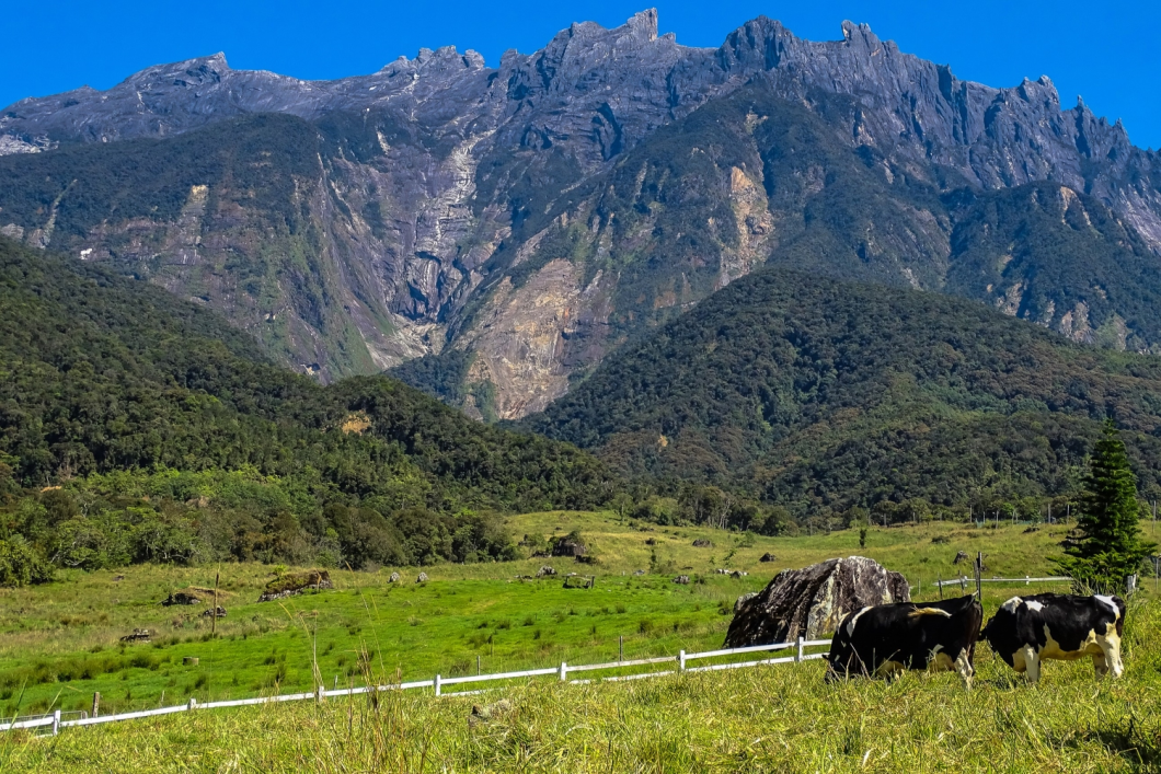 Du Lịch Malaysia: Kota Kinabalu - Kundasang - Đảo Sapi - Công Viên Quốc Gia Kinabalu